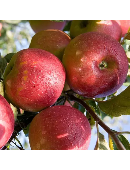 Яблоки Джоноголд