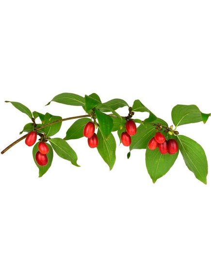 Замороженный кизил