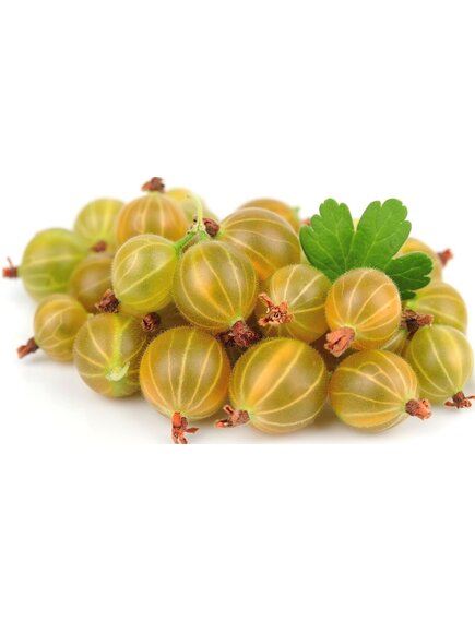 Замороженный крыжовник