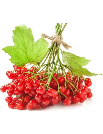 Замороженная калина