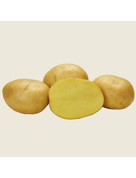 Картофель Беттина