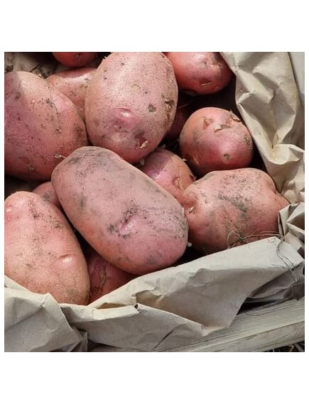 Картофель Мемфис