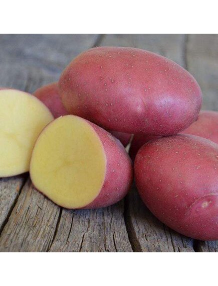 Картофель Ред Скарлет
