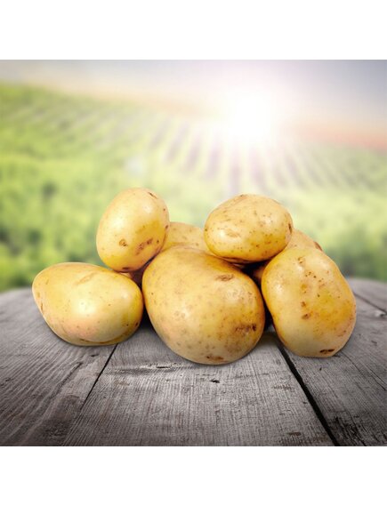 Картофель Вега