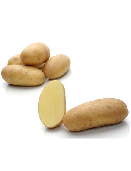 Картофель Людмила