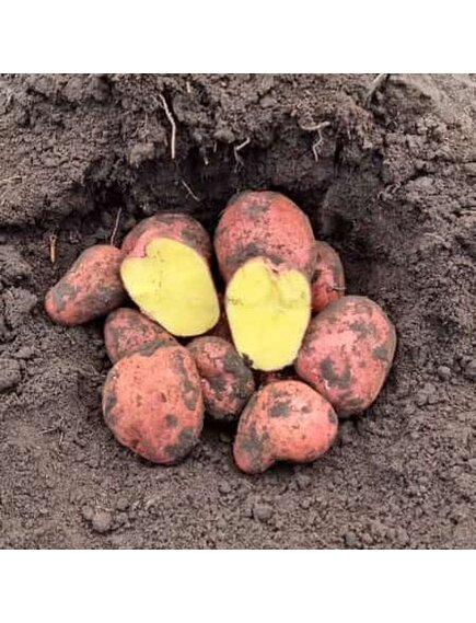 Картофель Ред Соня