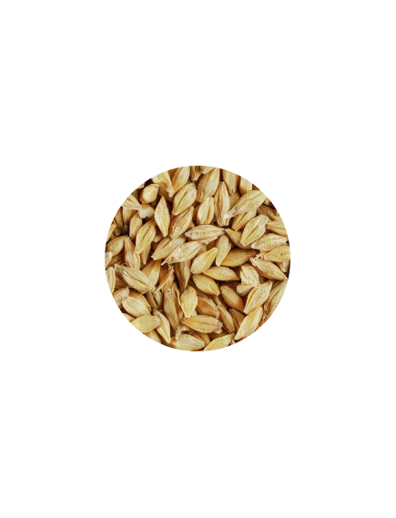 Зерно Ячмень