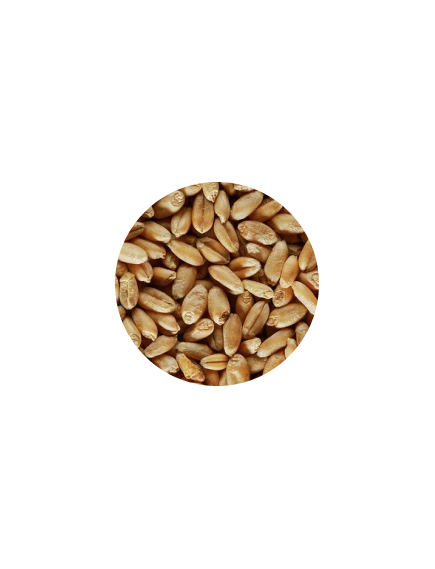 Зерно Пшеница