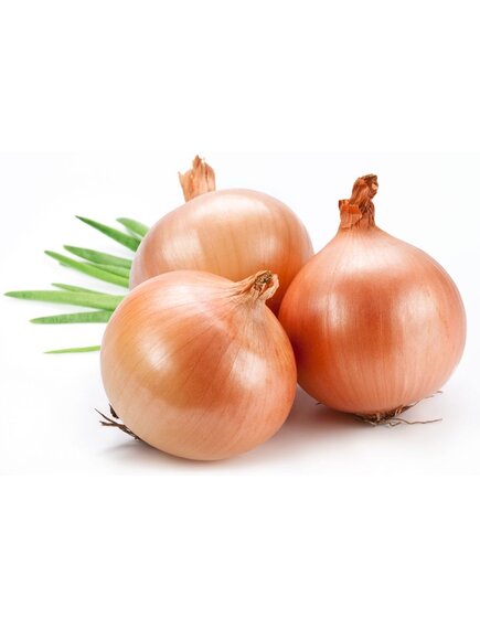 Лук репчатый