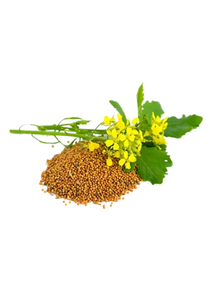 Рапс масличный ГОСТ