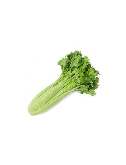 Сельдерей