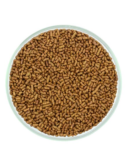 КуЦяо (гречишный чай)