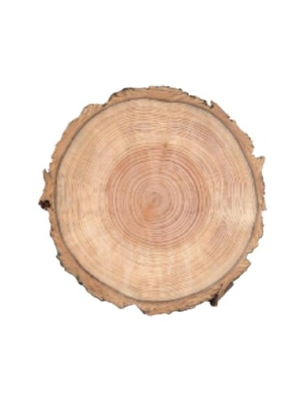 Сибирская лиственница