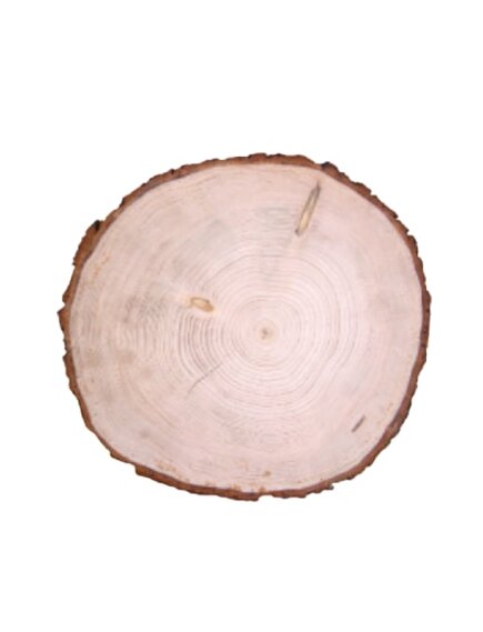 Ель европейская