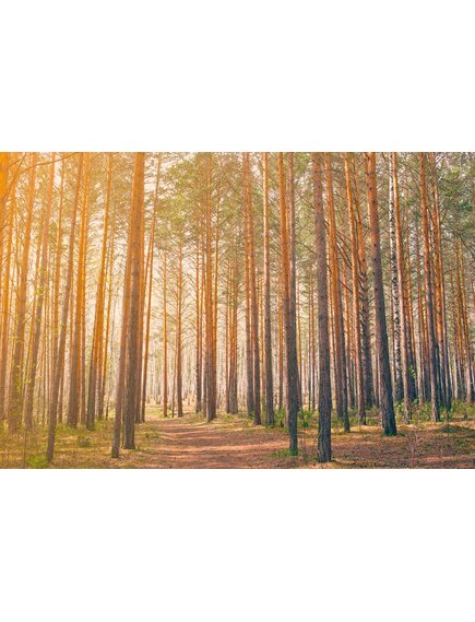 Пиломатериалы