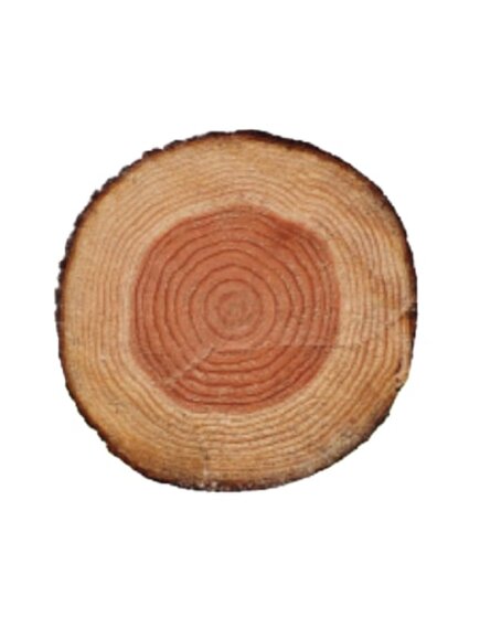 Ангарская сосна