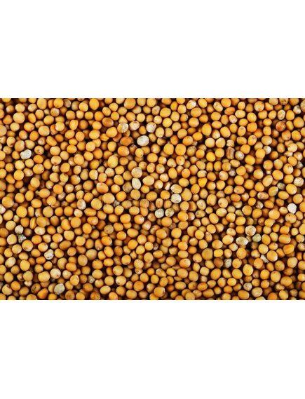 Горчичный порошок