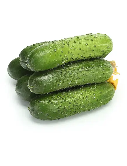Огурец свежий