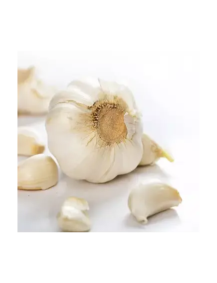 Чеснок Россия