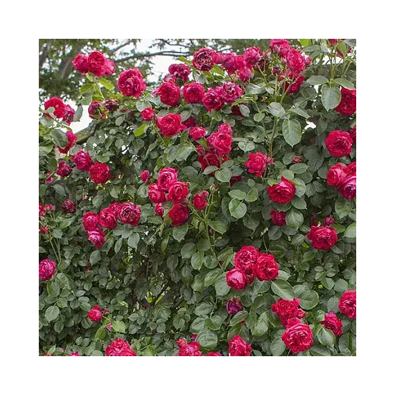 Роза плетистая Эрик Таберли