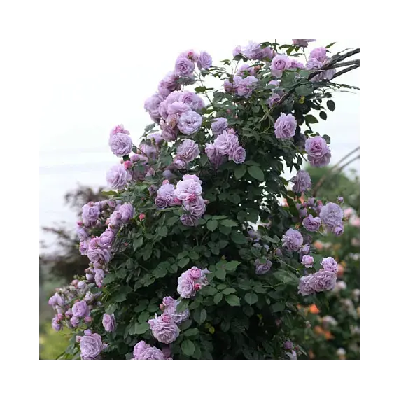 Роза Плетистая Индиголетта