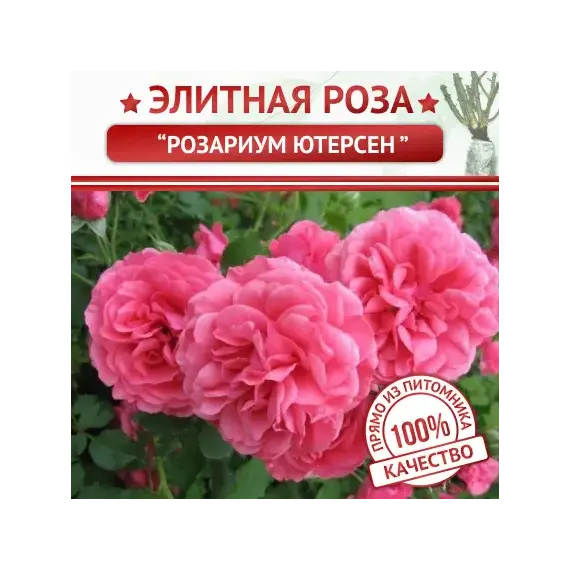 Роза плетистая Розариум Ютерсен