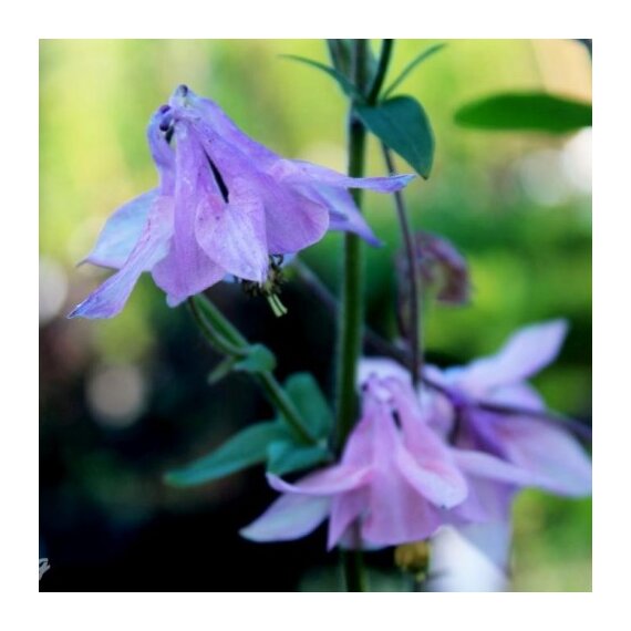 Аквилегия вееровидная "Камео Блю энд Уайт" C2