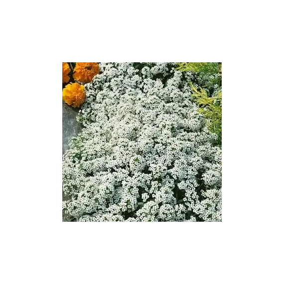 Алиссум Снежный ковер 0,3гр