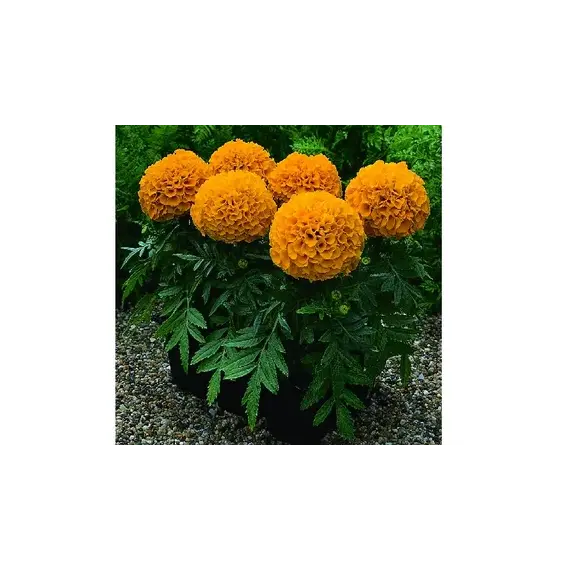 Бархатцы Антигуа F1 Оранж 5шт