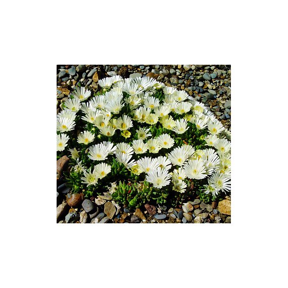 Делосперма скрученная ALBA