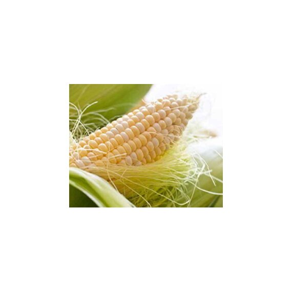 Семена кукурузы Росс 130 МВ