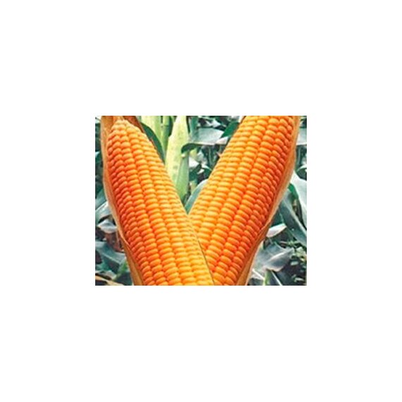 Семена кукурузы Росс 190 МВ