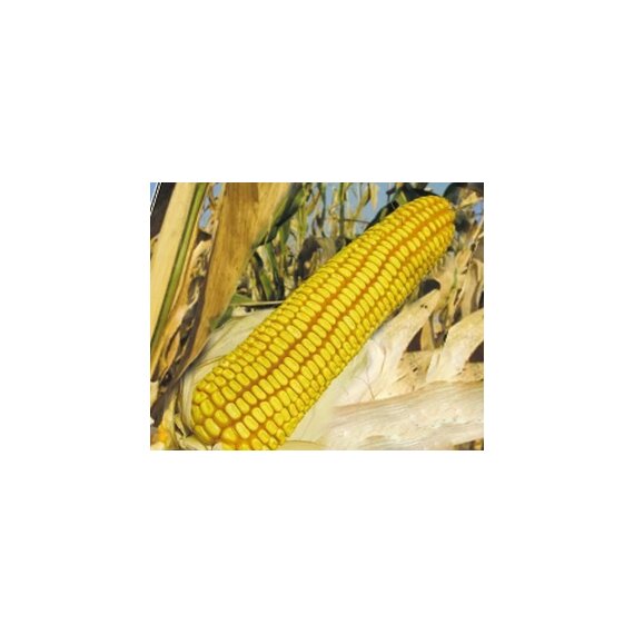 Семена кукурузы Росс 199 МВ