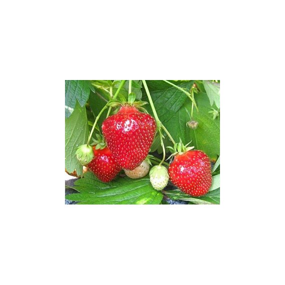 Земляника "Джоли"