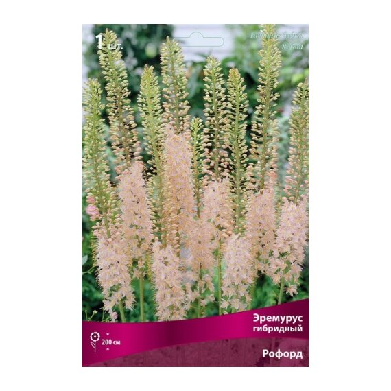 Эремурус гибридный Рофорд