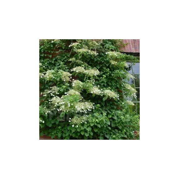 Гортензия черешковая HYDRANGEA PETROLARIS 100 см