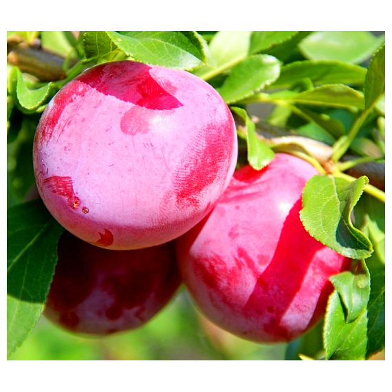 Алыча Обильная