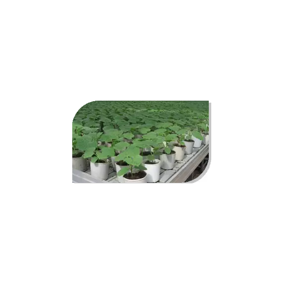 Рассада капусты цветной