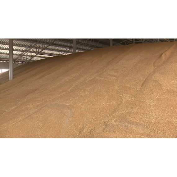 Пшеница продовольственная 4 класс