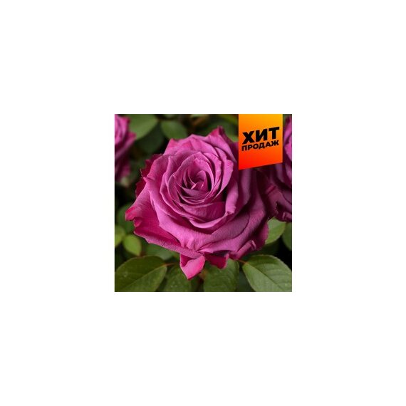 Роза Блуберри (эконом)/Сем Алт/1шт.