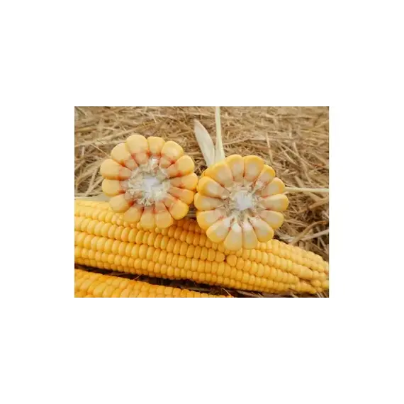 Кукуруза СКАП 350