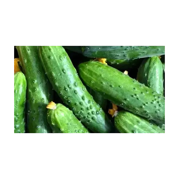 Огурцы Эстафета