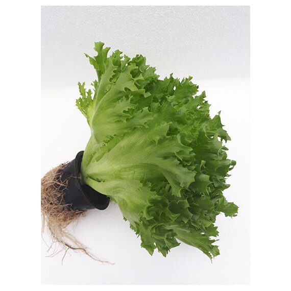 Фриллис зеленый