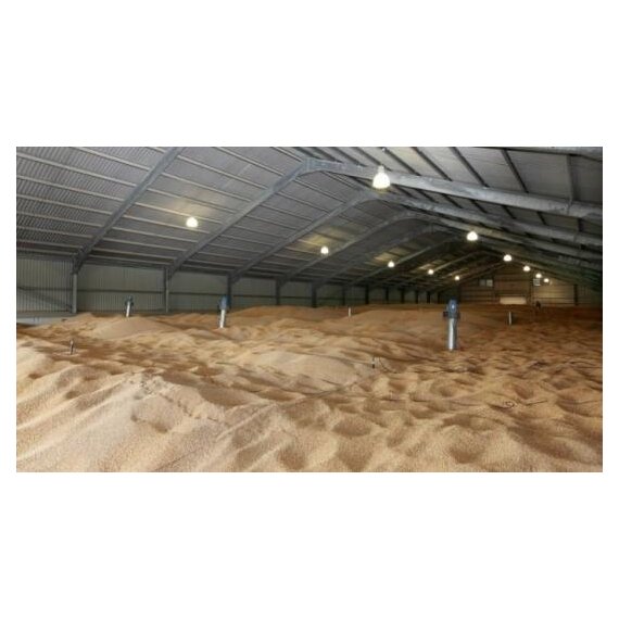 Зерно пшеницы отборных сортов