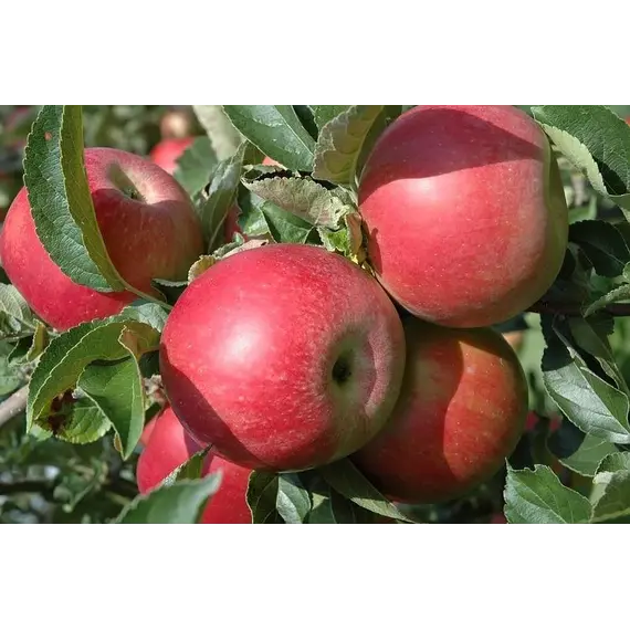 Яблоки Айдаред