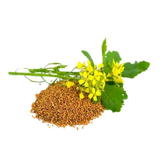 Рапс масличный ГОСТ