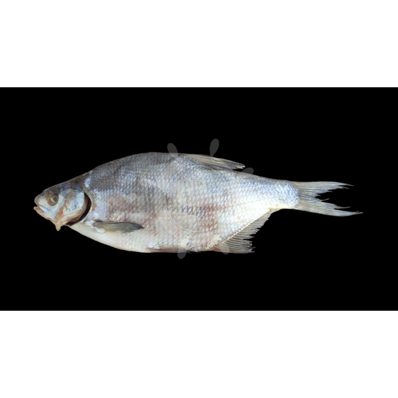 Лещ вяленый Цимлянский 600-800гр