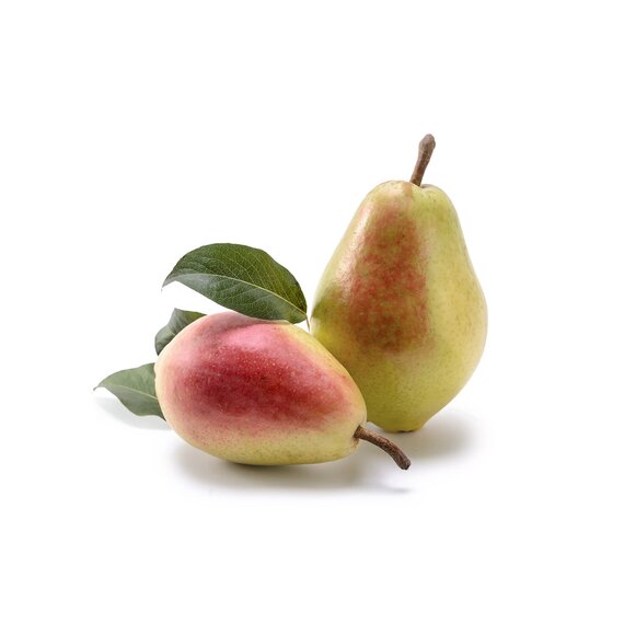 Груша Санта Мария