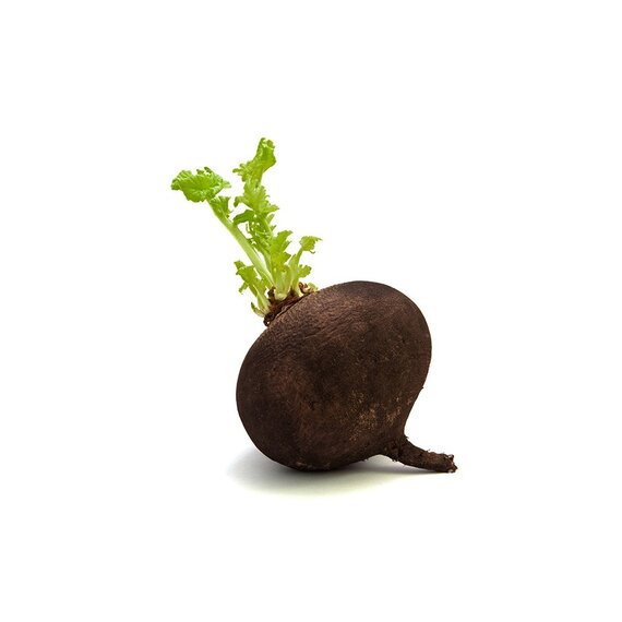 Редька черная