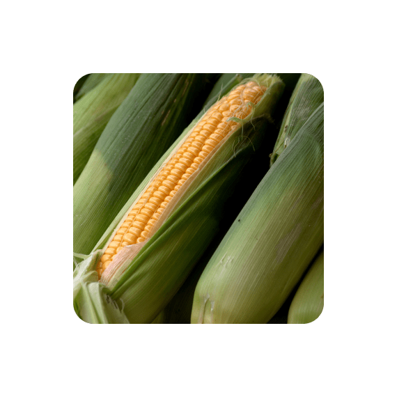Кукуруза